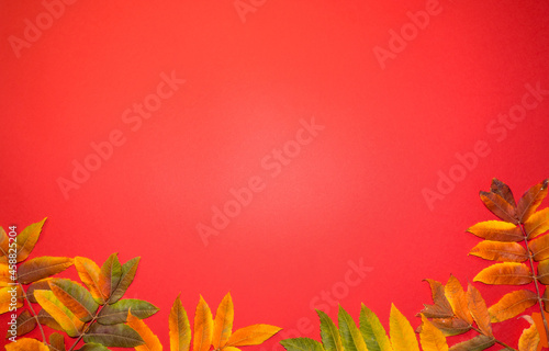 Beautiful bright autumn leaves on red paper background with copy space