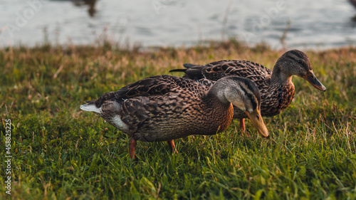 detail of autumn ducks by the river