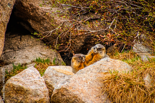 Marmot Number 4.
