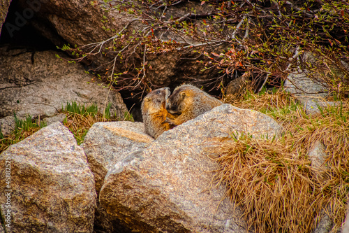 Marmot Number 3.