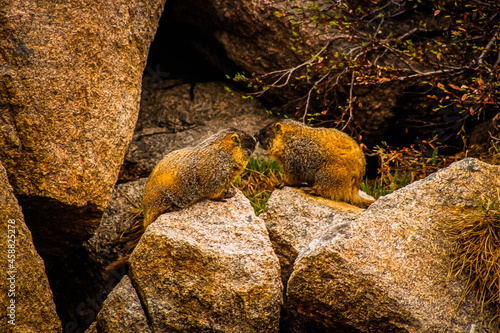 Marmots Number 1.