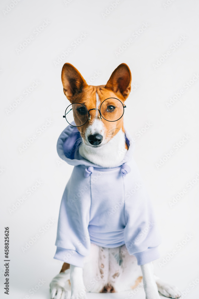 Portrait of funny red white basenji dog in eyeglasses and hoodie. Portrait of funny red white basenji dog in eyeglasses and hoodie.