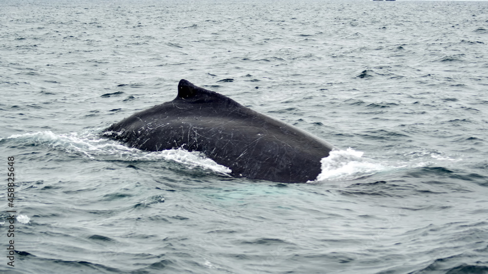Fototapeta premium Humpback whale in Machalilla National Park, off the coast of Puerto Lopez, Ecuador