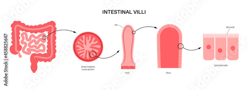 Intestinal villi concept