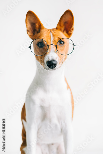 Portrait of funny red white basenji dog in eyeglasses on white background, looking on camera.