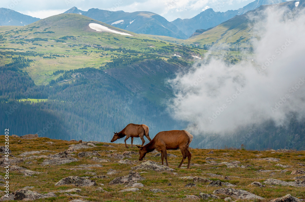 Elk Above Treeline