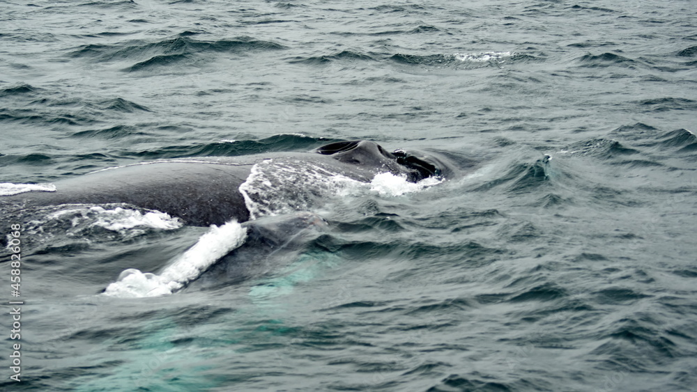 Blow hole of a humpback whale in Machalilla National Park, off the coast of Puerto Lopez, Ecuador Blow hole of a humpback whale in Machalilla National Park, off the coast of Puerto Lopez, Ecuador