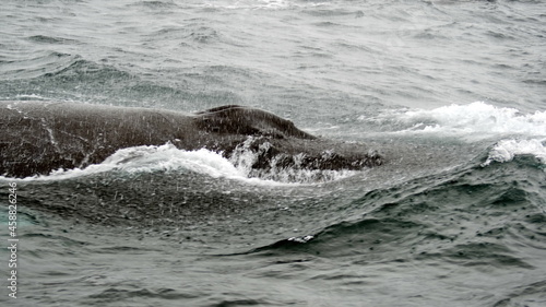 Blow hole of a humpback whale in Machalilla National Park  off the coast of Puerto Lopez  Ecuador