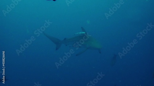 Wallpaper Mural Closely stalked by a spinner shark. Carcharhinus brevipinna Torontodigital.ca