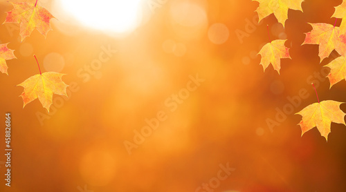 Red-orange maple leaves frame of autumn nature background with bokeh in the forest