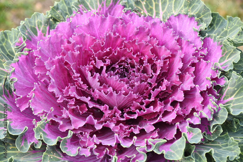 A close up image of colorful ornamental cabbage leaves.