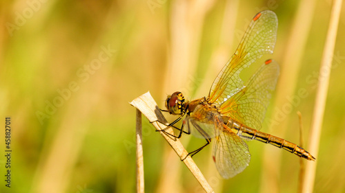 The dragonfly flew in and sat on the plant.
