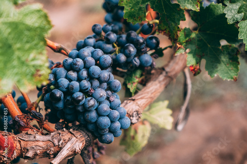 A bunch of blue grapes hanging from a vine, a warm background color.