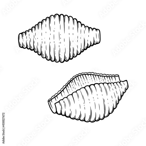 Conchiglie pasta sketch. Doodle outline black and white vintage style macaroni illustration. Hand drawn isolated on white background. 