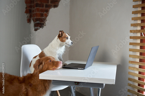 Photography two dogs behind a laptop