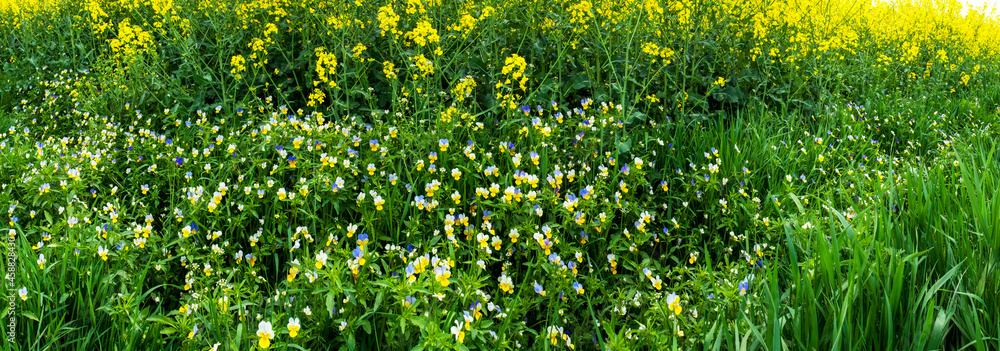 Obraz premium Panorama of wild flowers. Pansy flowers. Multicolored flowers