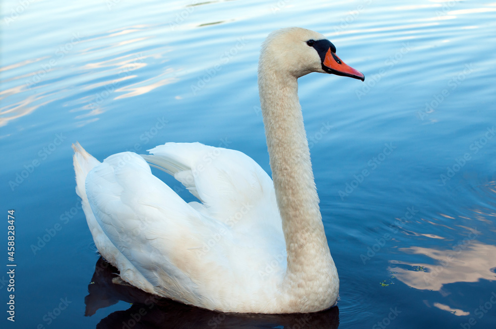 A white majestic swan floats in front of a wave of water. Young swan in the middle of the water. Drops on a wet head. A white majestic swan floats in front of a wave of water. Young swan in the middle of the water. Drops on a wet head.