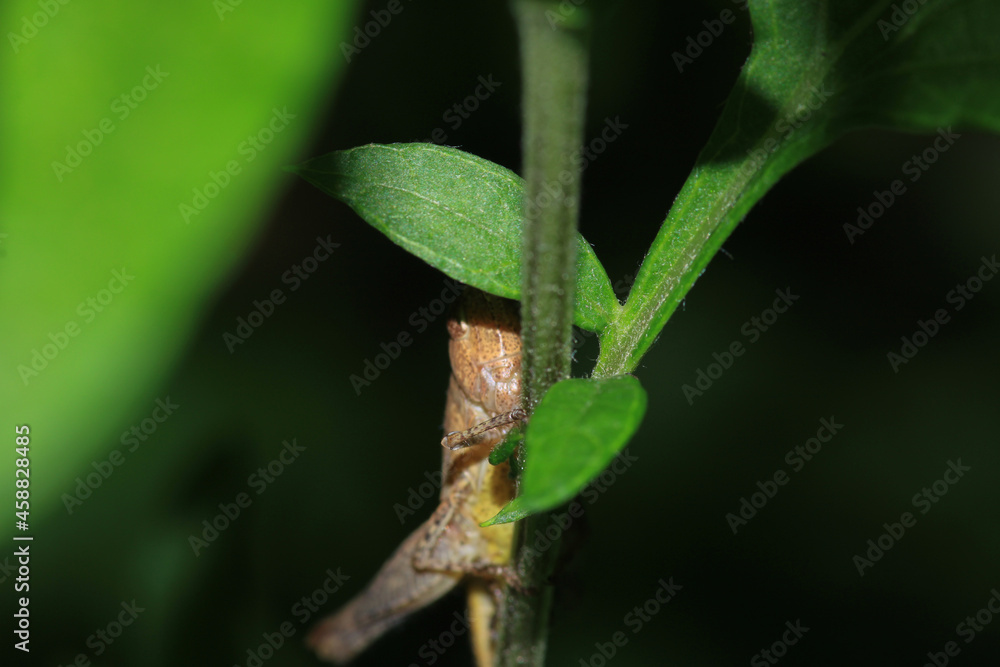 rufous grasshopper insect macro photo rufous grasshopper insect macro photo