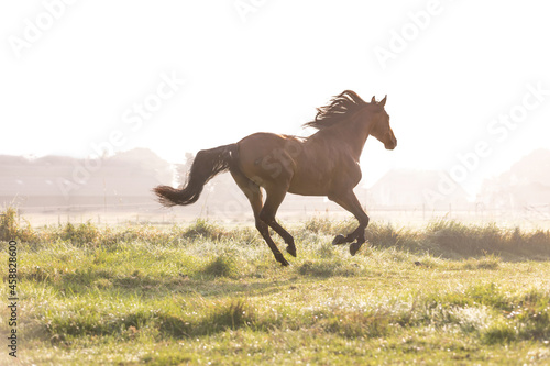 Spanisches Pferd im Morgendunst