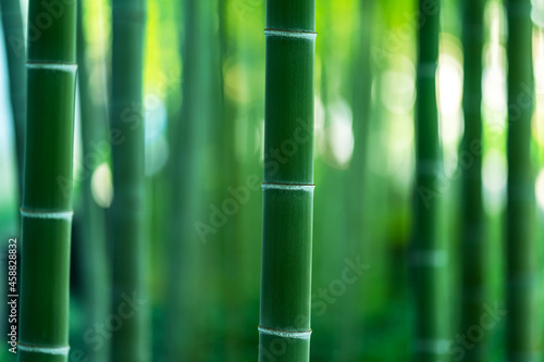 Bamboo Forest