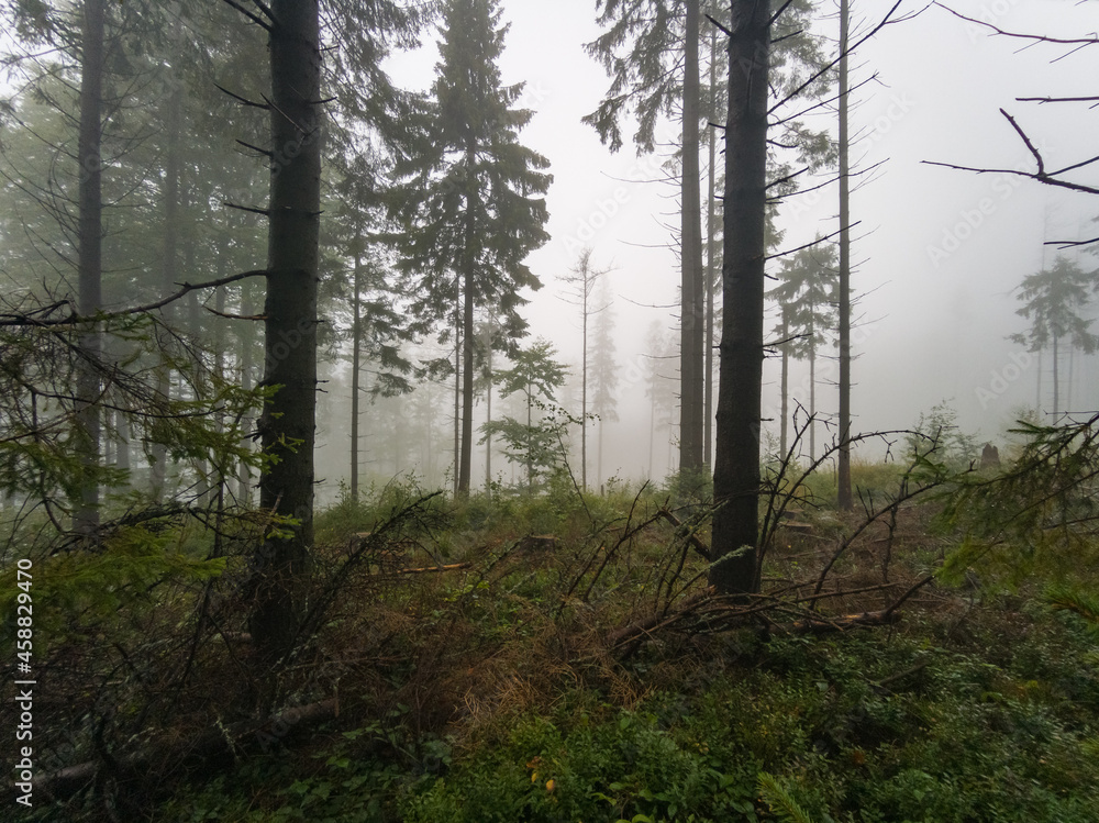 Forest in the fog - Babia Gora Mountain - Beskidy Mountains