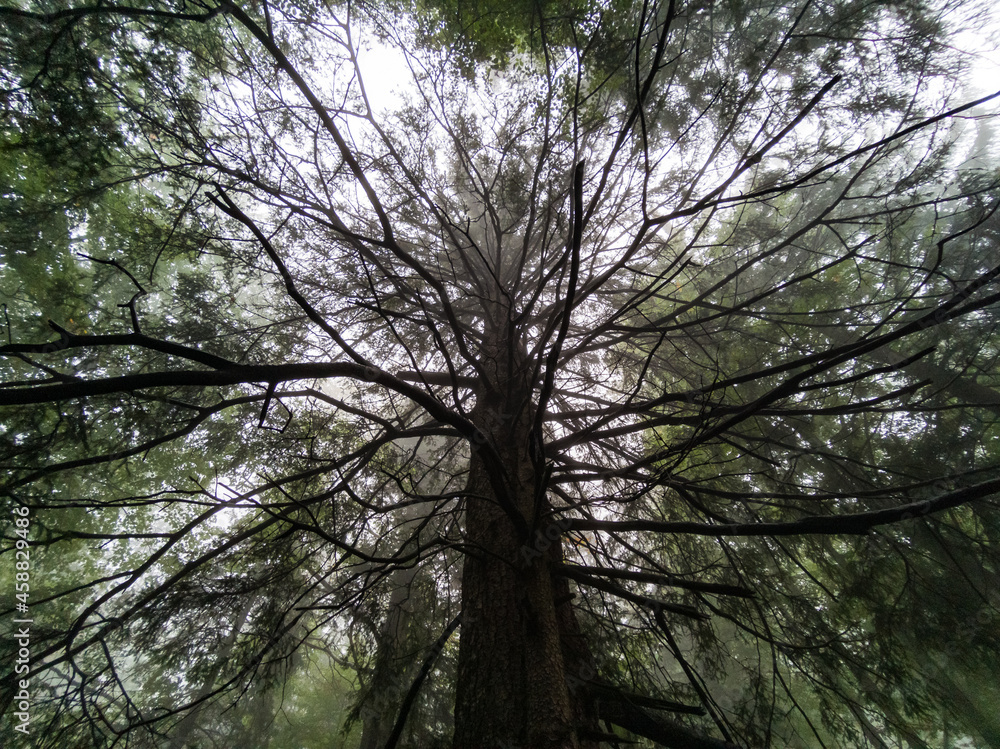 Forest in the fog - Babia Gora Mountain - Beskidy Mountains