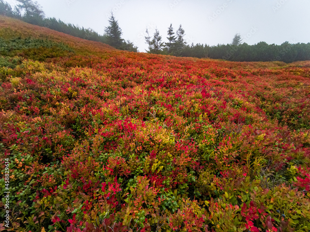 Autumn in Babia Gora Mountain - Beskidy Mountains Autumn in Babia Gora Mountain - Beskidy Mountains