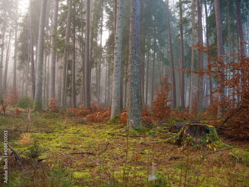 Herbstlicher Pfälzer Wald im Nebel © Michael