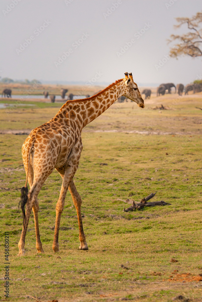 Naklejka premium wild giraffe walking freely through the african savanna in Botswana, Africa