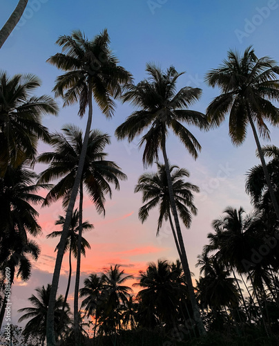 palm trees at sunset