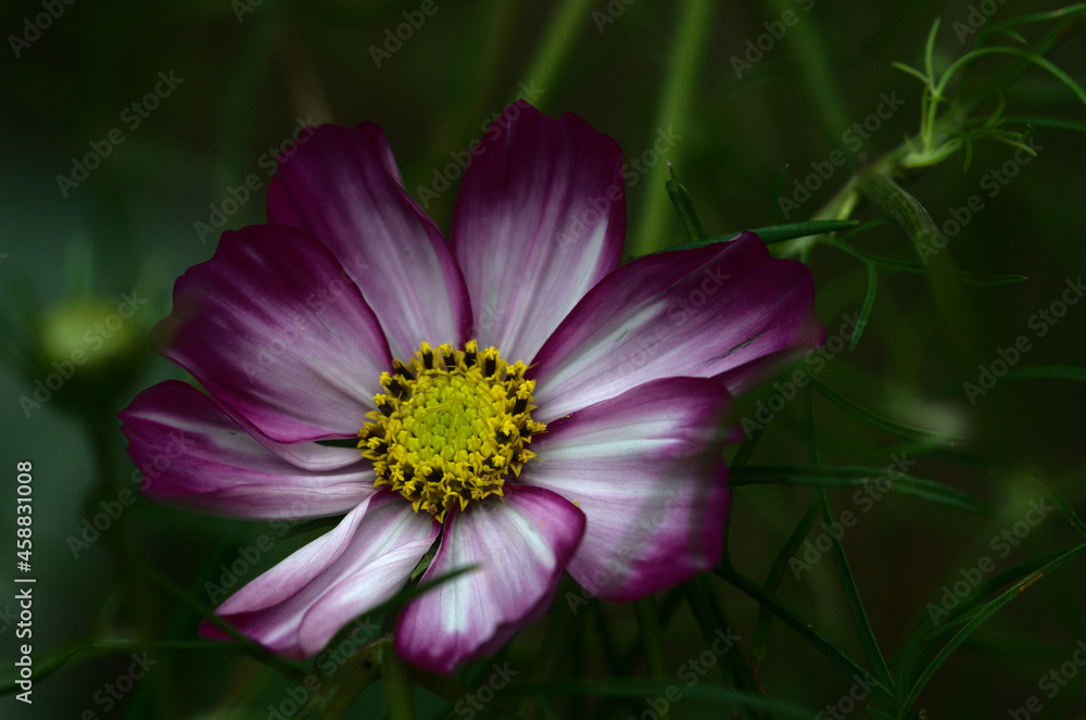 Cosmos, mexican aster, white-purple blooming flower among grasses