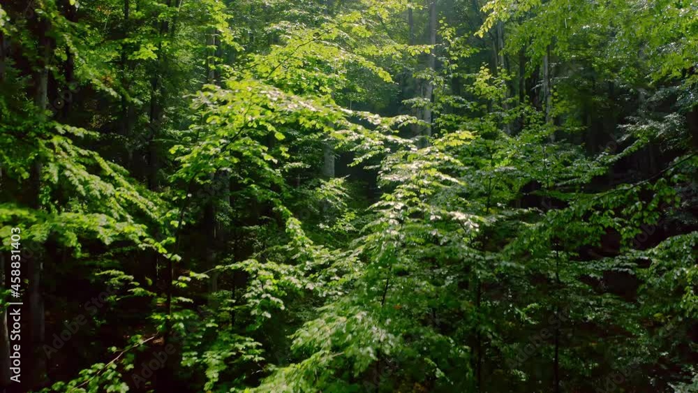 Warm sunbeams illuminating the trunks of the green trees in the rain forest. The tranquility of summer day in the mountain forest. 4k Warm sunbeams illuminating the trunks of the green trees in the rain forest. The tranquility of summer day in the mountain forest. 4k