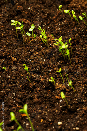 Young and lush green plants growing in the soil.