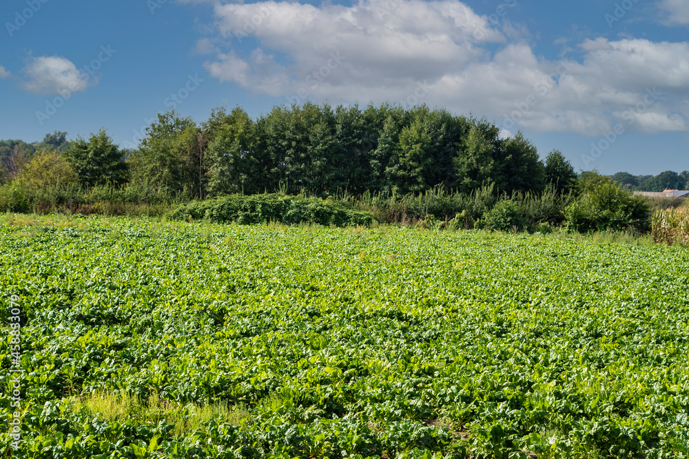 Agriculture in the Netherlands, farm sandy fields with growing young potato vegetables plants