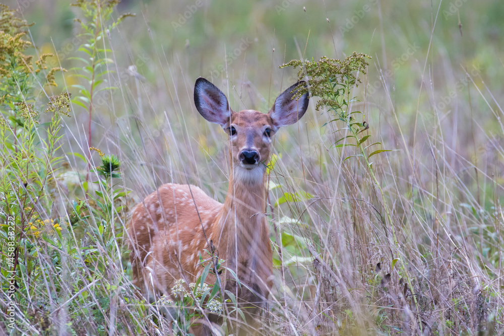 white-tailed deer Fawn in summer