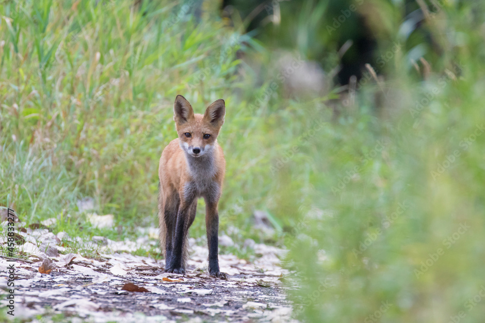 Obraz premium Cute young red fox in autumn