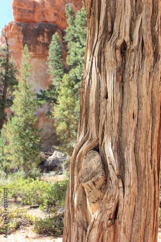 Tree Texture