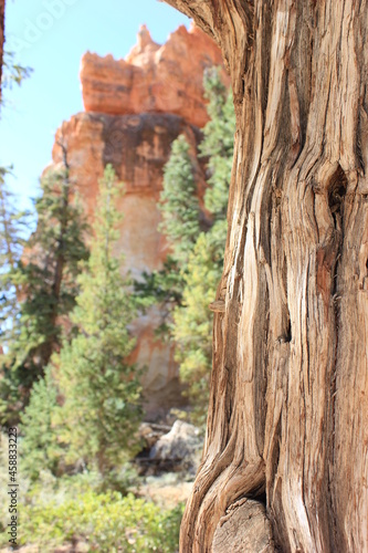 Tree texture