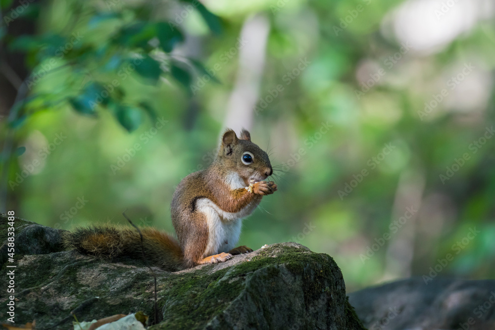 American red squirrel (Tamiasciurus hudsonicus) American red squirrel (Tamiasciurus hudsonicus)