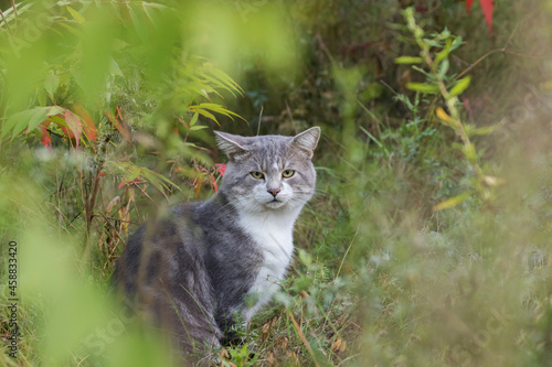 grey feral cat in autumn