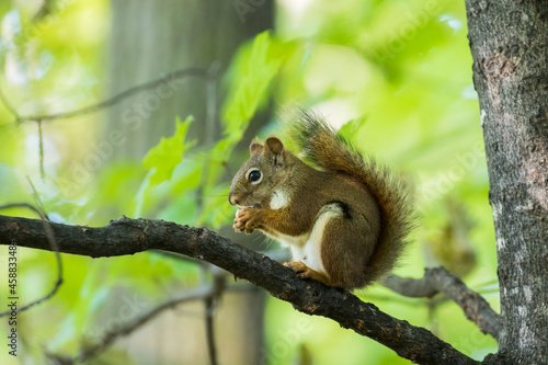  American red squirrel (Tamiasciurus hudsonicus)