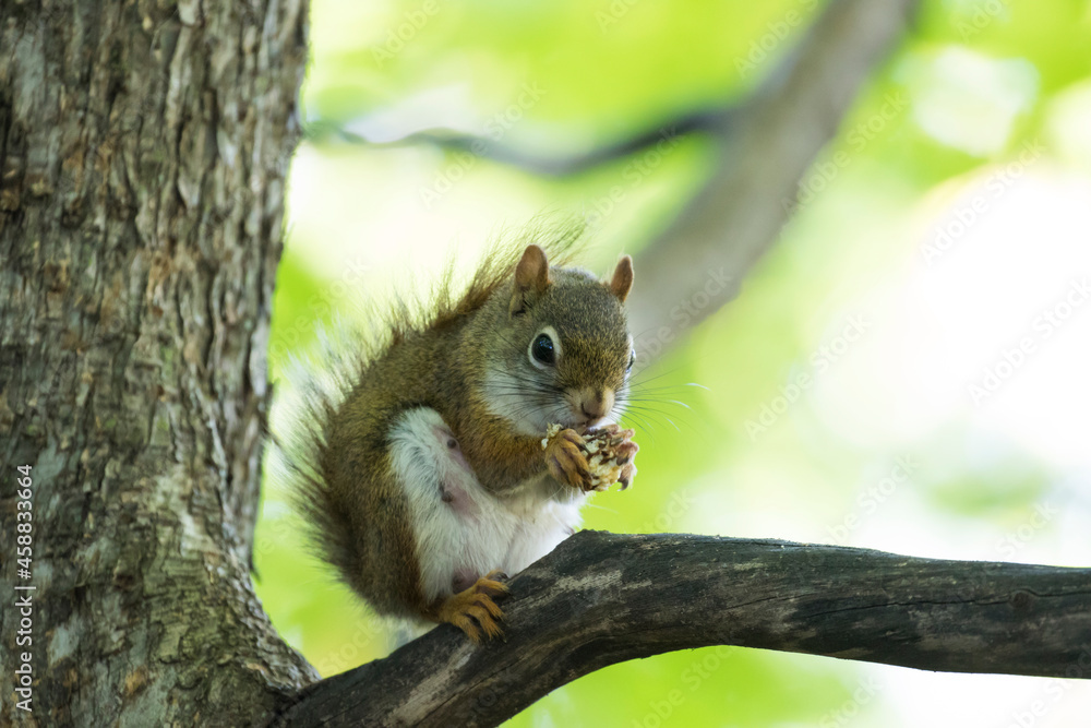 American red squirrel (Tamiasciurus hudsonicus) American red squirrel (Tamiasciurus hudsonicus)
