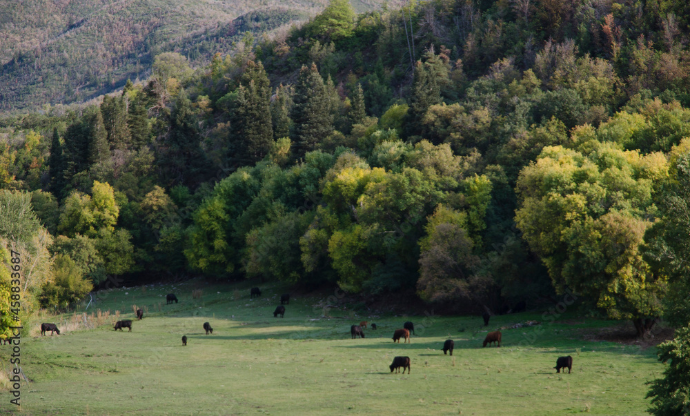 cows in a pasture - cows grazing - landscape with cows cows in a pasture - cows grazing - landscape with cows