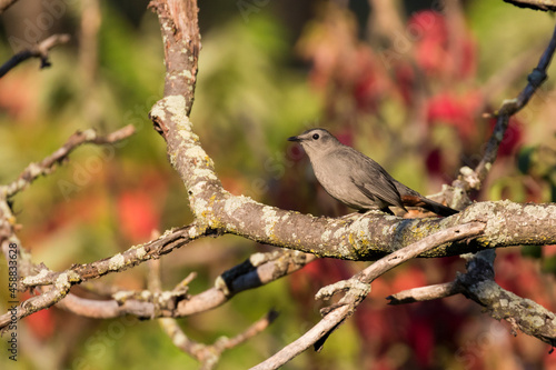 gray catbird (Dumetella carolinensis) in autumn light