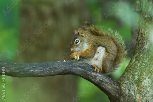  American red squirrel (Tamiasciurus hudsonicus)