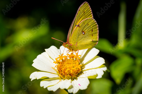 Butterfly on a flower © sjredwin1