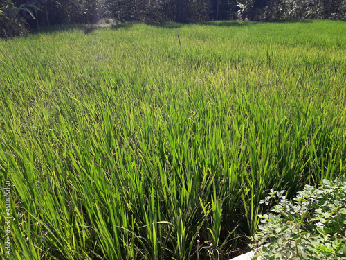 Green rice field beeing exposed to the sun photo