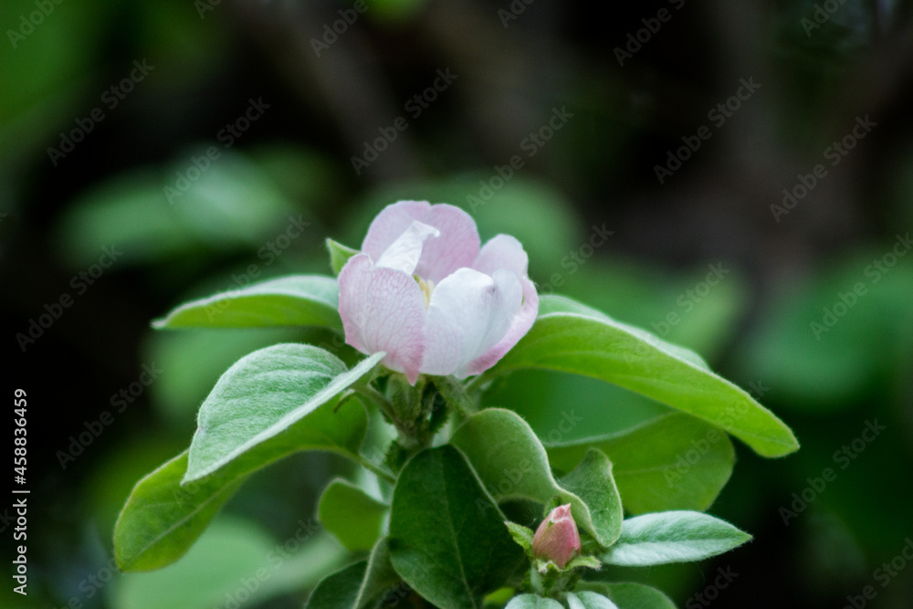 flowers flowers