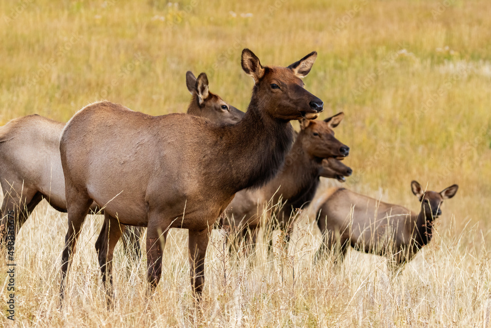 Elk in Rocky Mountain National Park Elk in Rocky Mountain National Park