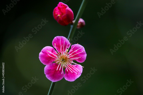 紅梅の花